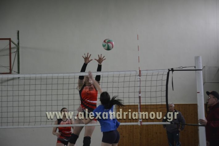 volley _1ogel-kassandra127